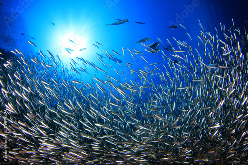 Sardines fish underwater  photo