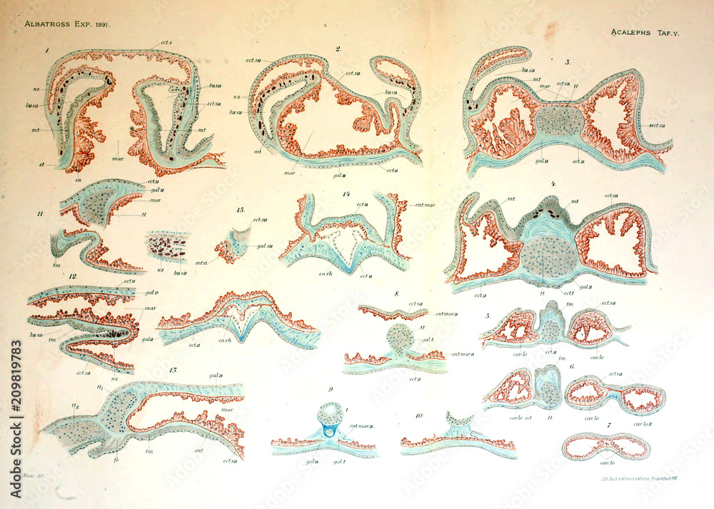 Plakat Illustration of the anatomy of the jellyfish