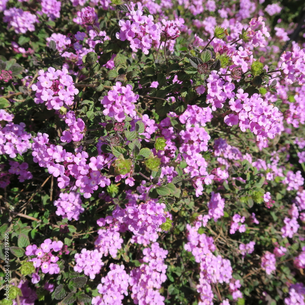 Verbena, purple perennial flowers with many small flowers