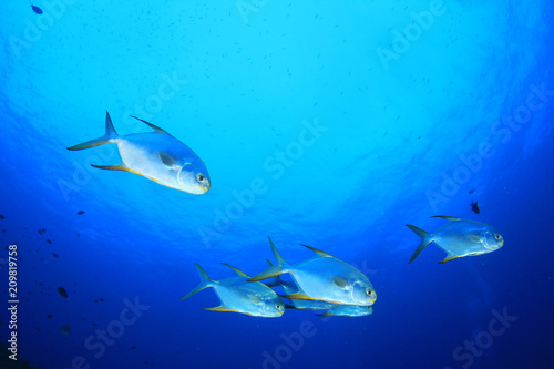 Fish underwater. Pompano fish in ocean 
