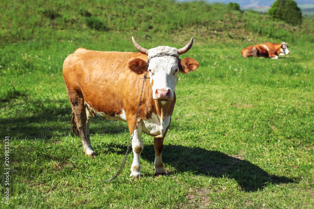 Cow, shackled with metal chain looking into camera, grazing on spring meadow with another one lying in background Cow, shackled with metal chain looking into camera, grazing on spring meadow with another one lying in background