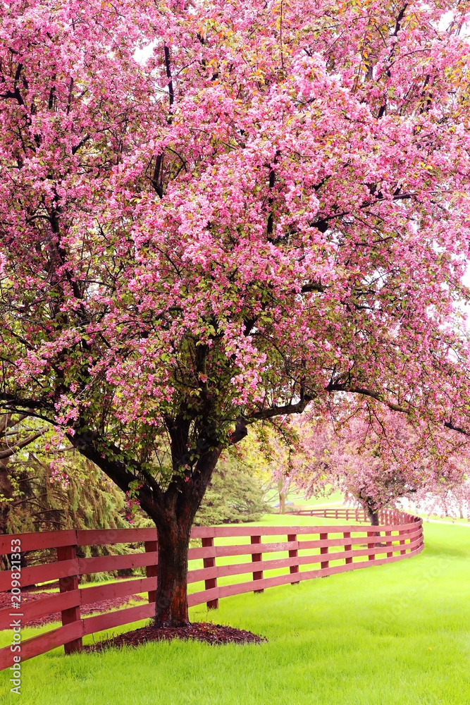 Beautiful spring time nature background. Scenic view with beautiful pink blooming trees along wooden fence. Midwest USA, Wisconsin. Vertical composition.