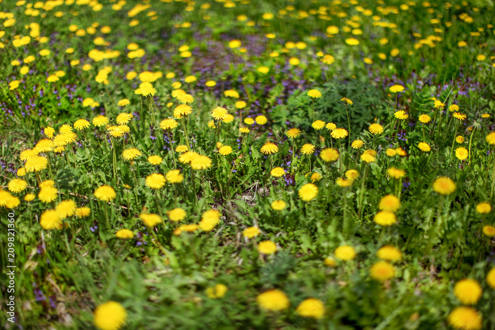 Obraz premium Very shallow depth of field photo (only few flowers in focus) of meadow, yellow dandelions and violet blossom in green grass. Abstract spring background.