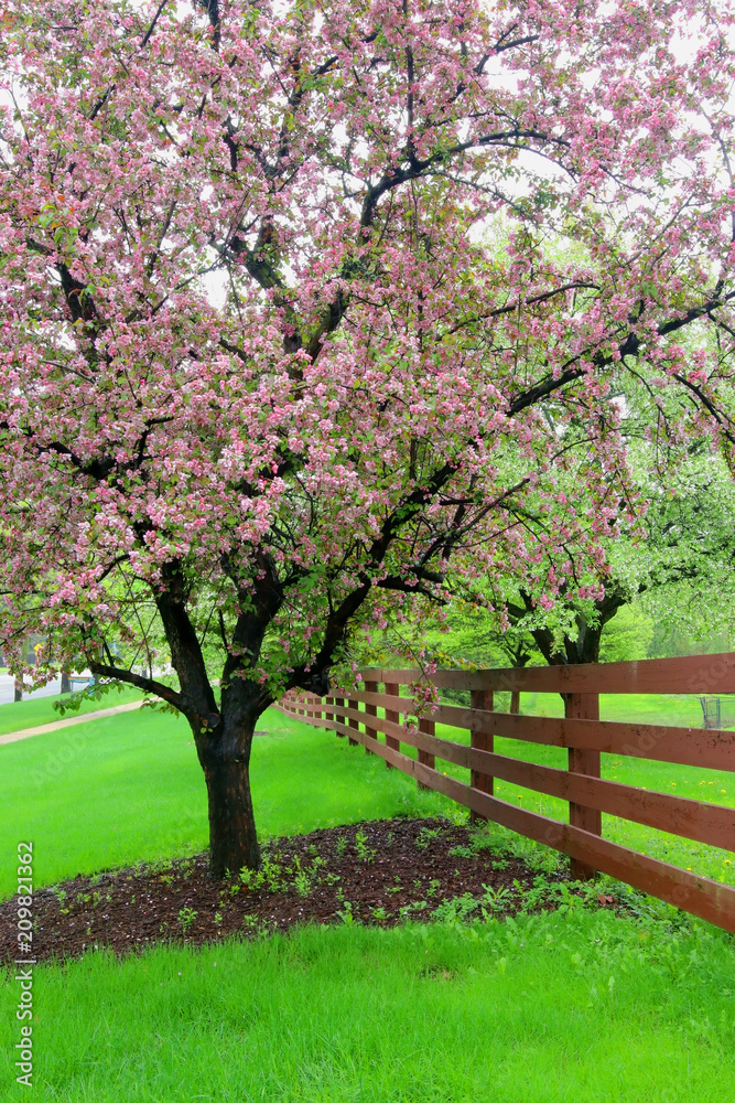 Beautiful spring time nature background. Scenic view with beautiful pink blooming trees along wooden fence. Midwest USA, Wisconsin. Vertical composition. Beautiful spring time nature background. Scenic view with beautiful pink blooming trees along wooden fence. Midwest USA, Wisconsin. Vertical composition.