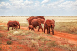 Group of African bush elephants (Loxodonta africana) red from dust, crossing the road during safari in Tsavo East national park, Kenya