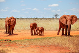 Family of four African bush elephants (Loxodonta africana), covered with red dust, walking in savanna. Tsavo East national park, Kenya