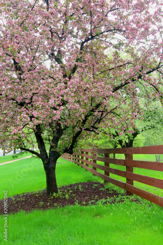 Beautiful spring time nature background. Scenic view with beautiful pink blooming trees along wooden fence. Midwest USA  Wisconsin. Vertical composition.