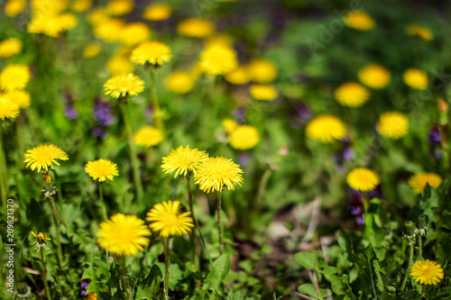 Very shallow depth of field photo (only few flowers in focus) yellow dandelions and violet blossom in green grass. Abstract spring background.