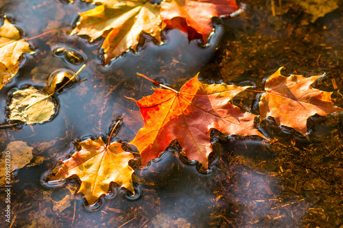 maple leaf in water, floating autumn maple leaf. Colorful leaves in puddle. Selective focus. Sunny autumn day. Autumn concept. Hello september, october