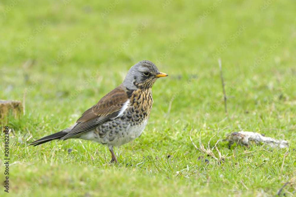 Fieldfare on green grass