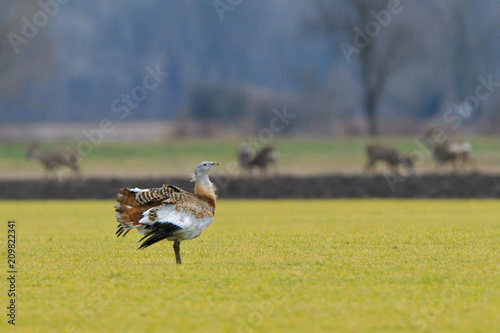 Tableau sur toile Great Bustard (Otis tarda) on the field in springtime