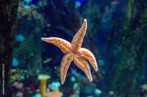 Amazing Starfish on the glass of the aquarium. Aquatic animal. Marine aquarium. Cover, calendar, advertising, magazine © Konstantin