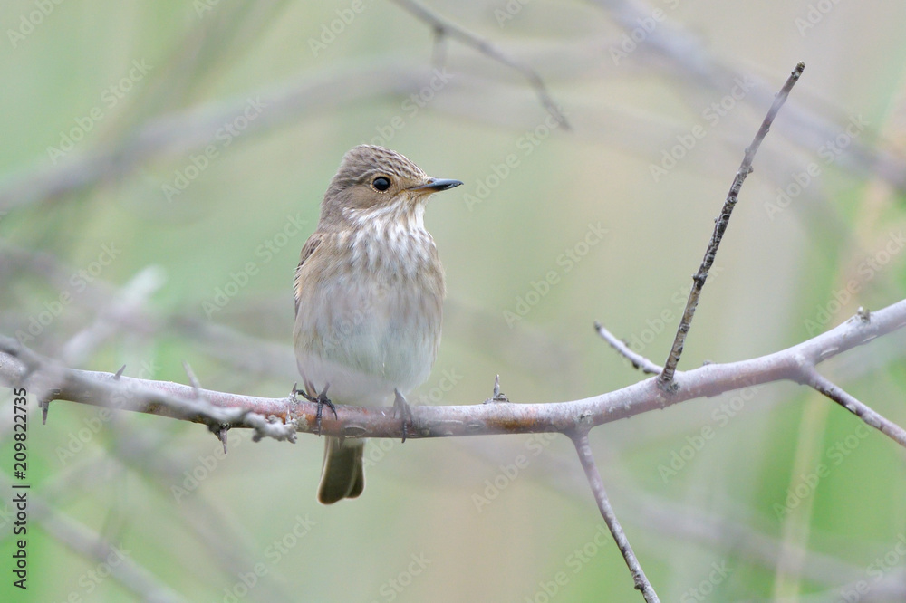 Spotted flycatcher (Muscicapa striata) Spotted flycatcher (Muscicapa striata)