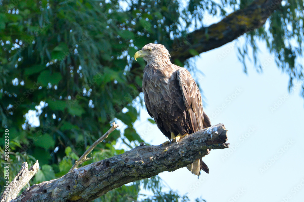 Naklejka premium White Tailed Eagle on a branch