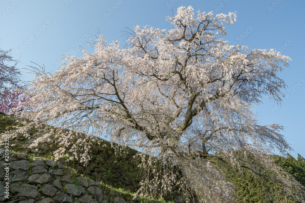 Matabei sakura , beloved giant draping cherry tree planted in Hongo area in Uda city, Nara Prefecture.