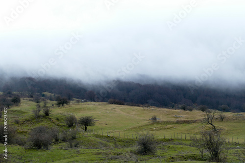 country scene with tree and fog at dawn