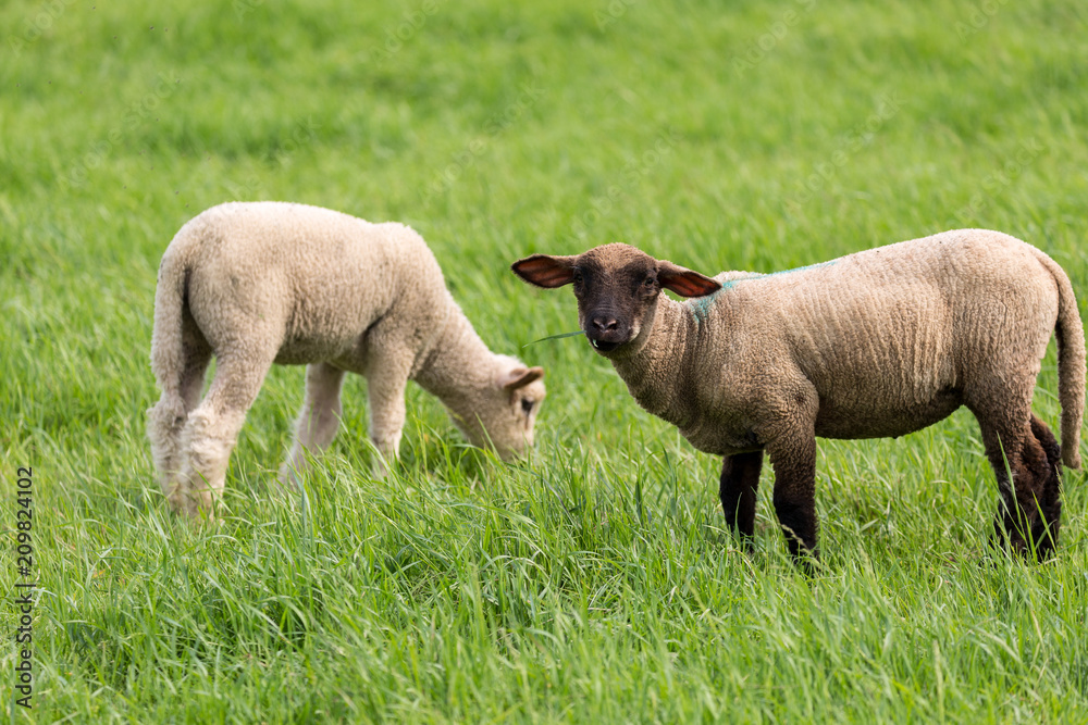 Lamb Lamb