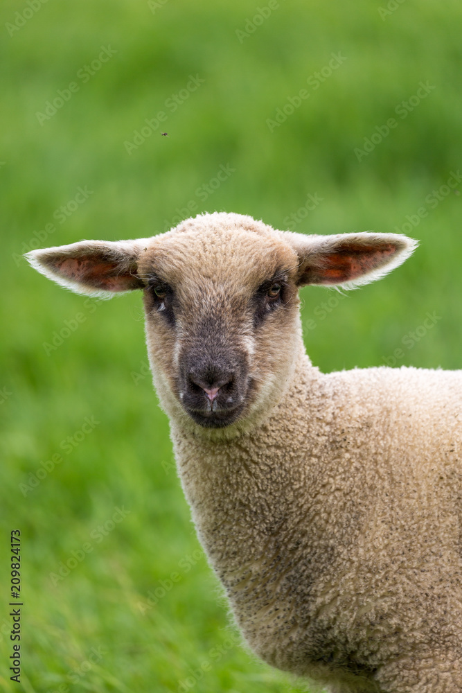 Lamb