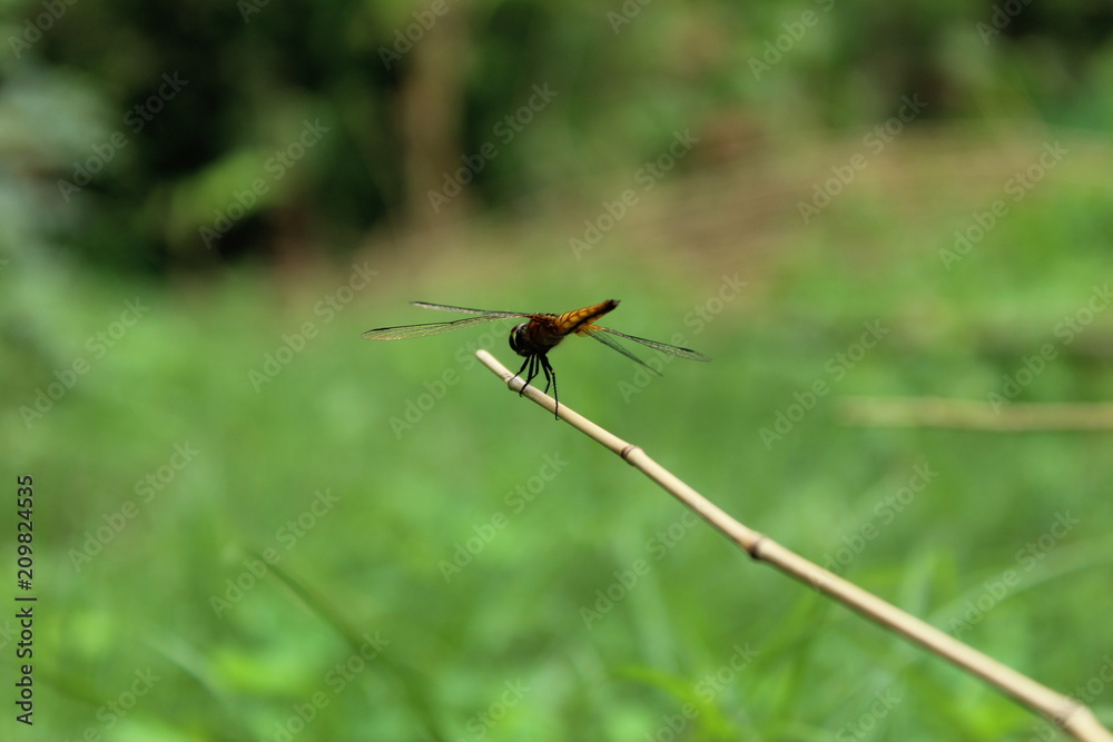 A close up of a gold dragonfly resting on a small branch.Dragonfly, Macro dragonfly, dragonfly , insect, animal, nature,macro,bug. A close up of a gold dragonfly resting on a small branch.Dragonfly, Macro dragonfly, dragonfly , insect, animal, nature,macro,bug.