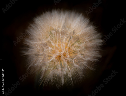 Dandelion flower Head against black background Tragopogon, also known as goatsbeard or salsify