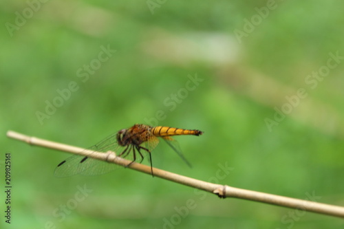 A close up of a gold dragonfly resting on a small branch.Dragonfly, Macro dragonfly, dragonfly , insect, animal, nature,macro,bug. © #CHANNELM2