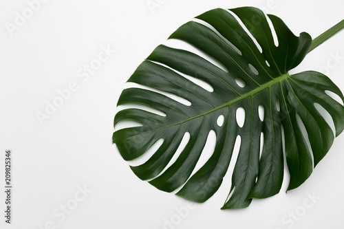 Tropical palm leaves. Flat lay, top view