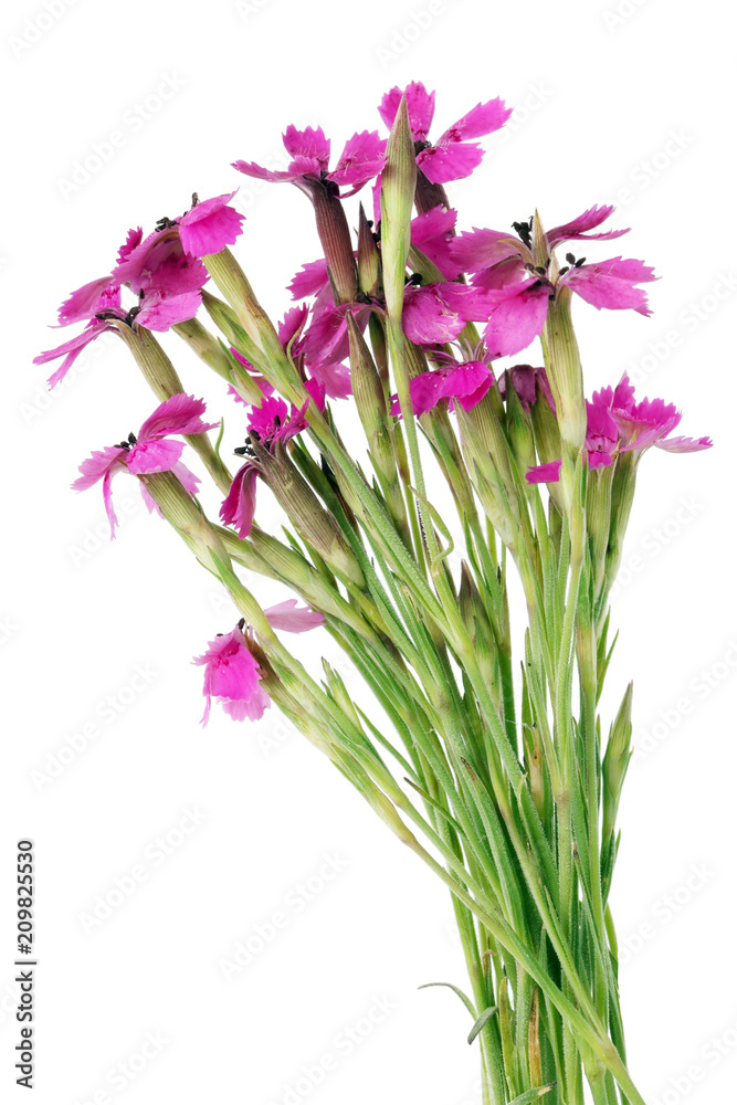 Wild miniature pink field carnations flowers in a micro bouquet