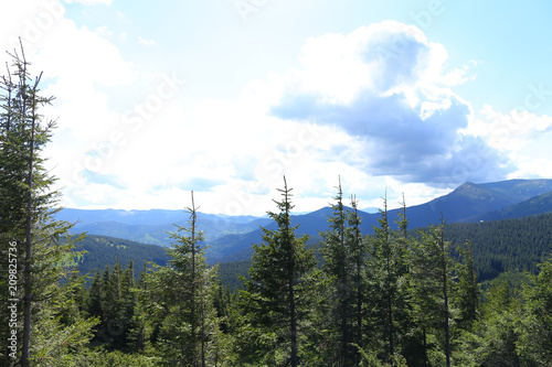 Carpathian with fir trees and clouds in background. Concept of last minute tours to Europe mountains. photo