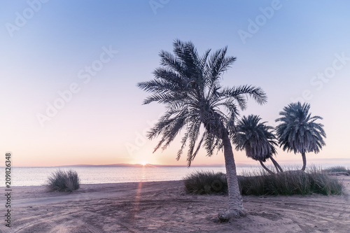 Fototapeta Naklejka Na Ścianę i Meble -  Vintage summer landscape with palms