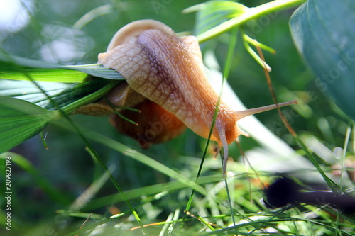 Красивая улитка