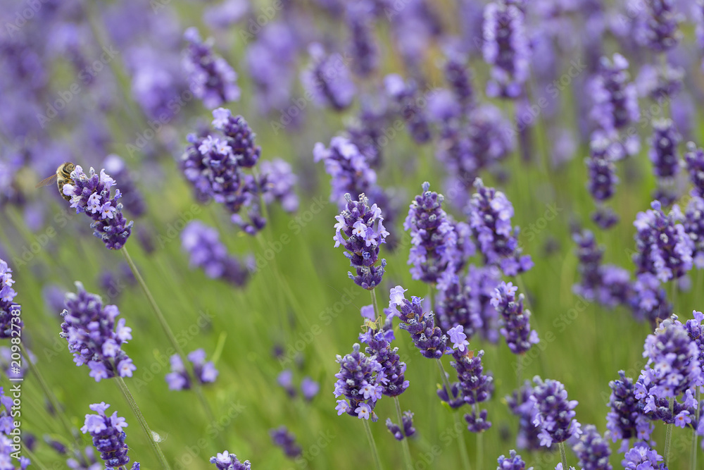 Lavender flowers blooming in the garden, beautiful lavender field Lavender flowers blooming in the garden, beautiful lavender field