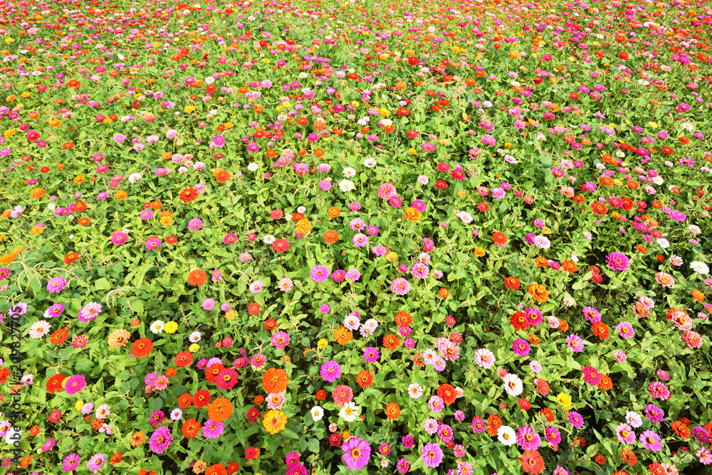 Cosmos flower field