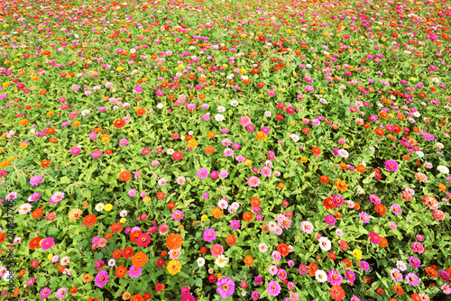 Cosmos flower field