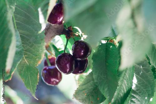 Cherry basket cherry tree branch fresh cherries sweet cherries photo