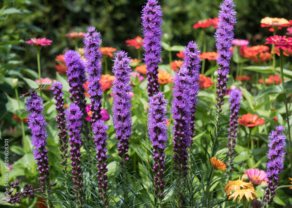 Liatris spicata flowers in the summer garden Liatris spicata flowers in the summer garden