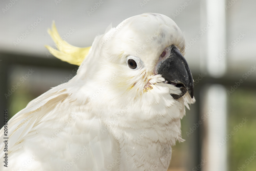 Close up of a white cockatoo.
