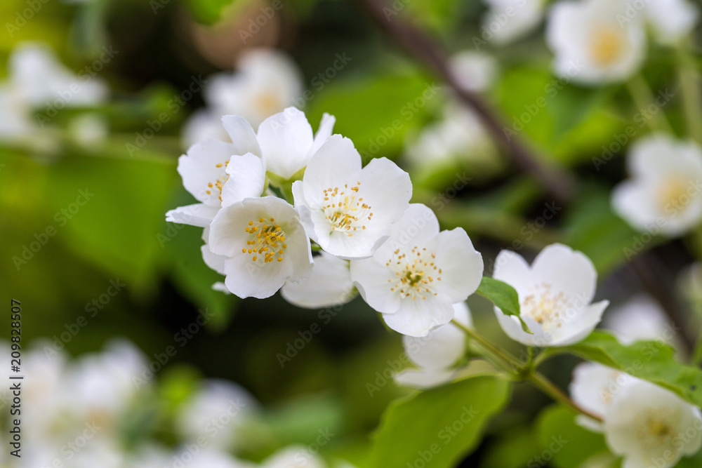 Beautiful blossoming branch of jasmine in garden Beautiful blossoming branch of jasmine in garden