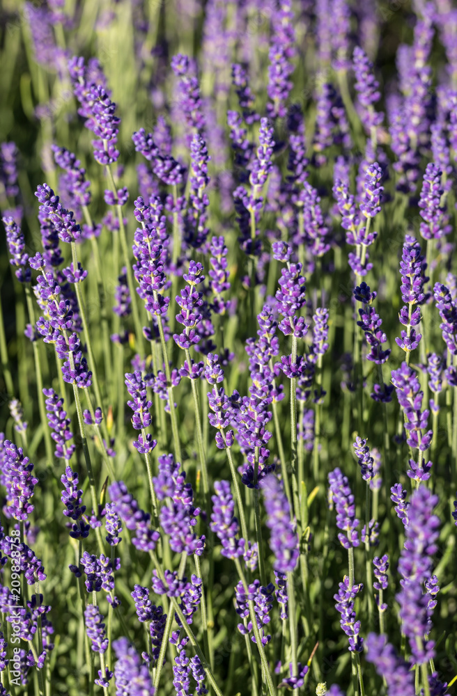 Garden with the flourishing lavender Garden with the flourishing lavender