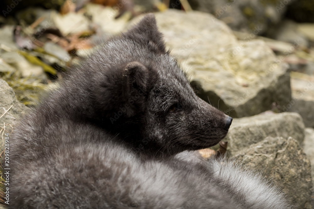 A young polar fox rests on a rock A young polar fox rests on a rock
