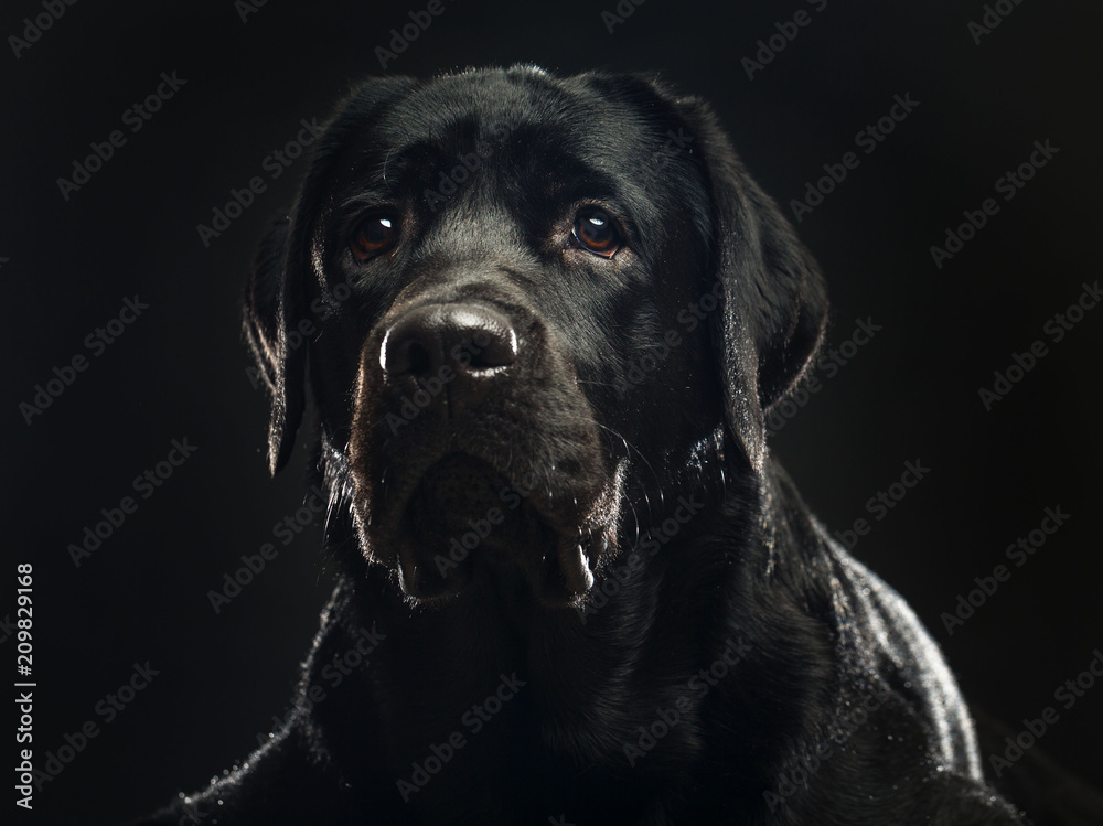 Labrador retriever Dog on Isolated Black Background in studio Labrador retriever Dog on Isolated Black Background in studio