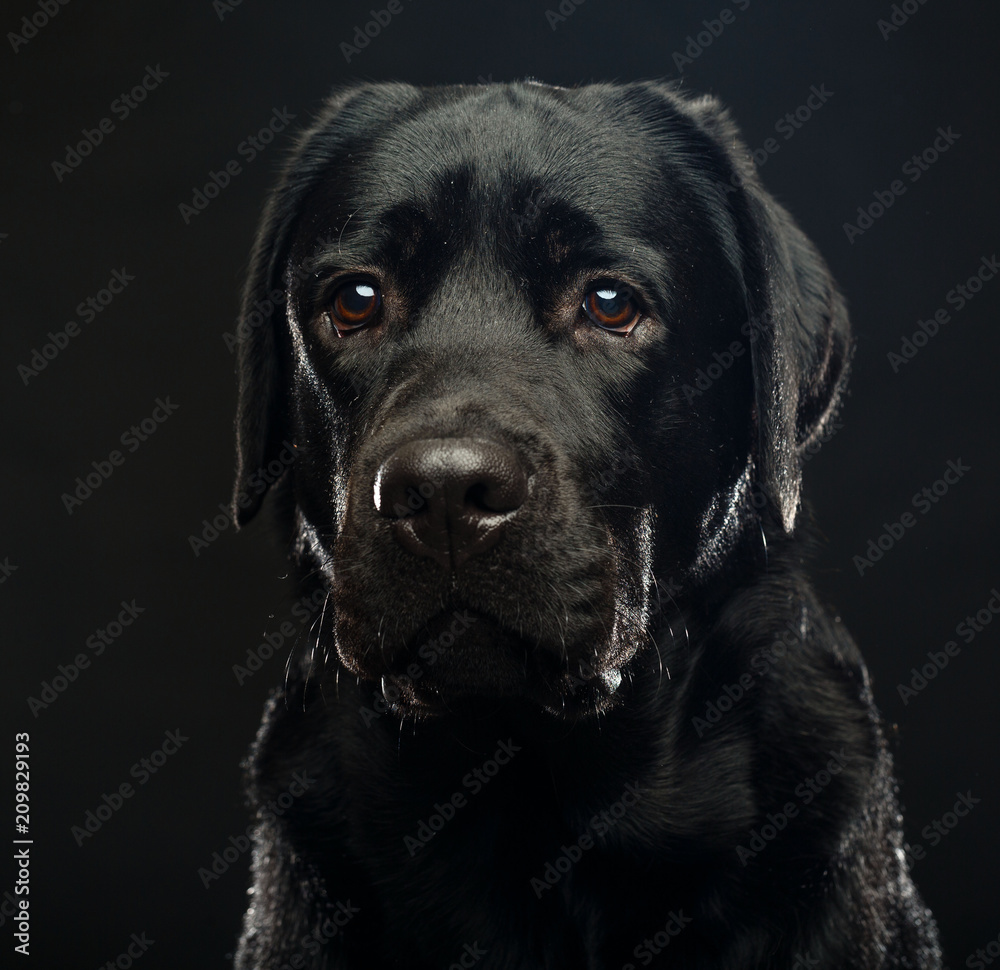 Labrador retriever Dog on Isolated Black Background in studio Labrador retriever Dog on Isolated Black Background in studio