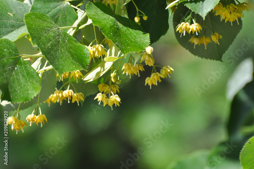 Fresh Tilia flowers in spring. Tilia tree in full bloom photo