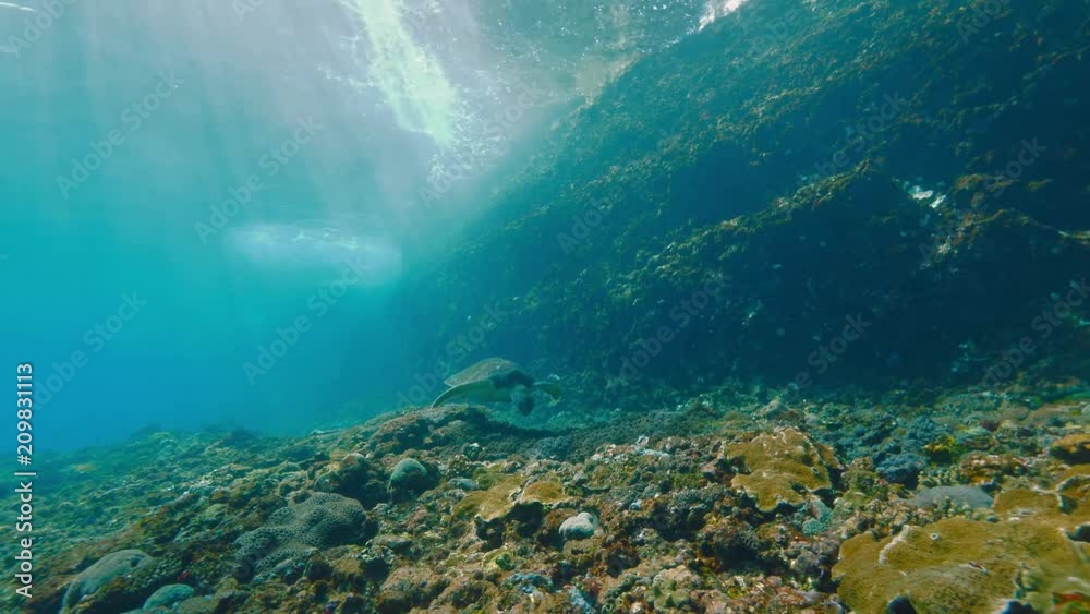 Turtle underwater in blue ocean at shallow depth Turtle underwater in blue ocean at shallow depth