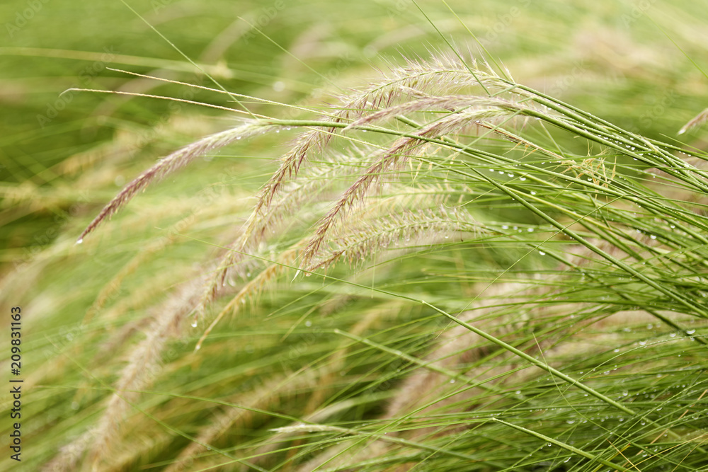 The grass bloom The grass bloom