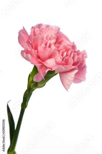 Fototapeta Naklejka Na Ścianę i Meble -  Pink carnation flower on white