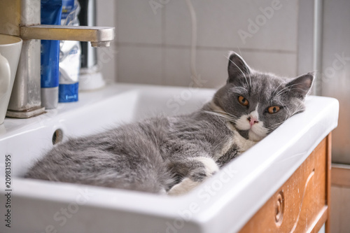 British short hair cat sleeps in wash basin
