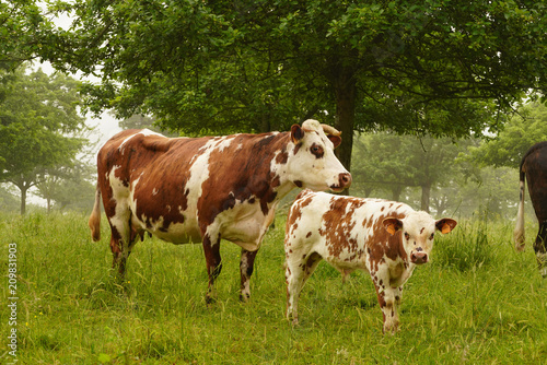 Animal ferme vache 242 © Nicolas Dieppedalle