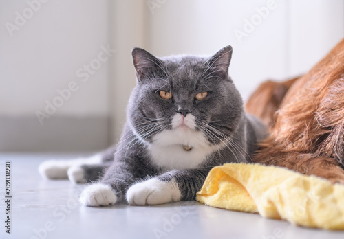 The British short hair cat lying on the ground