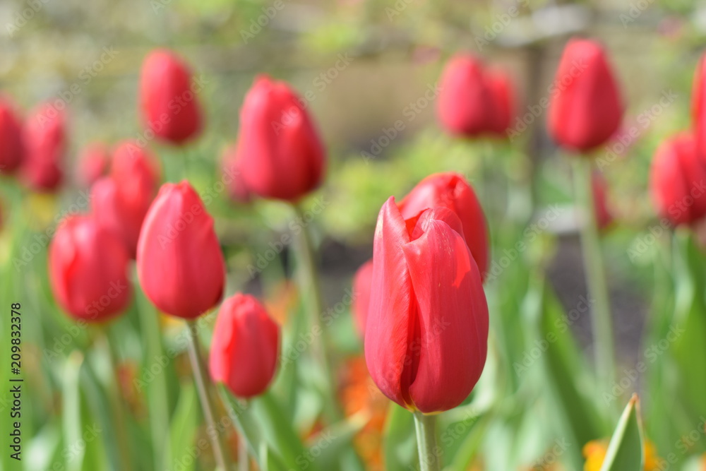 Spring tulips