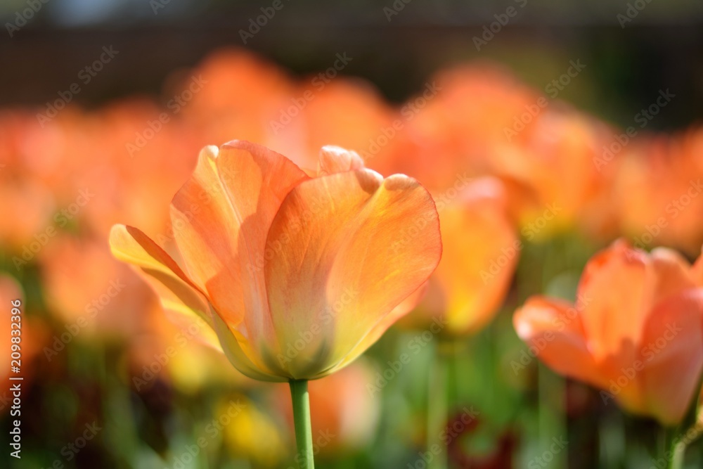 Orange tulips